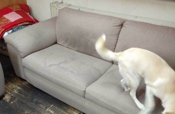 Bank Oegstgeest Hond Reinigen Afbeelding 4