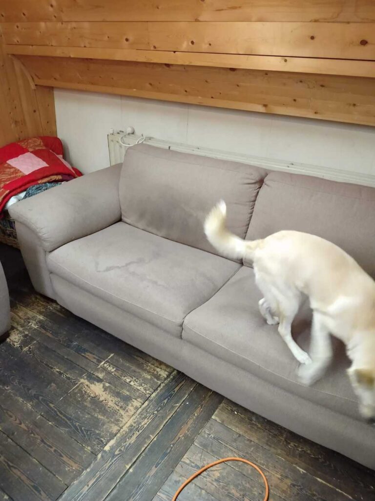 Bank Oegstgeest Hond Reinigen Afbeelding 4